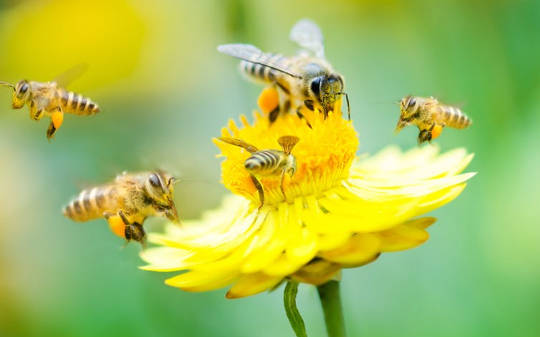 Honeybees Hog The Limelight, Yet Wild Insects Are The Most Important And Vulnerable Pollinators
