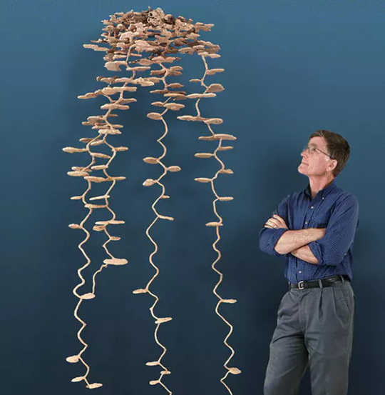A plaster cast of an ant colony, with visible tunnels and chambers. (5 other animals besides humans who take cleaning seriously)