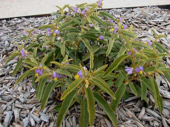 The Tasty Weed-like Desert Raisin Plant
