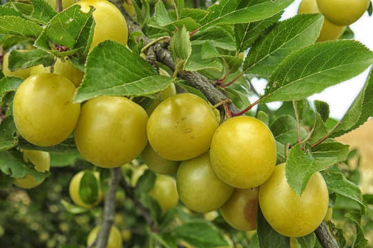 The Kakadu Plum Is An International Superfood Thousands Of Years In The Making