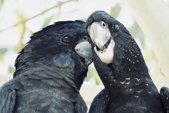 What Birds Can Teach Us About Choosing A Partner And Making It Last