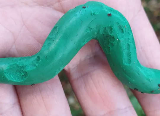 Plasticine caterpillar with damage from a snail. 