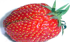 Why Do Strawberries Taste So Good?