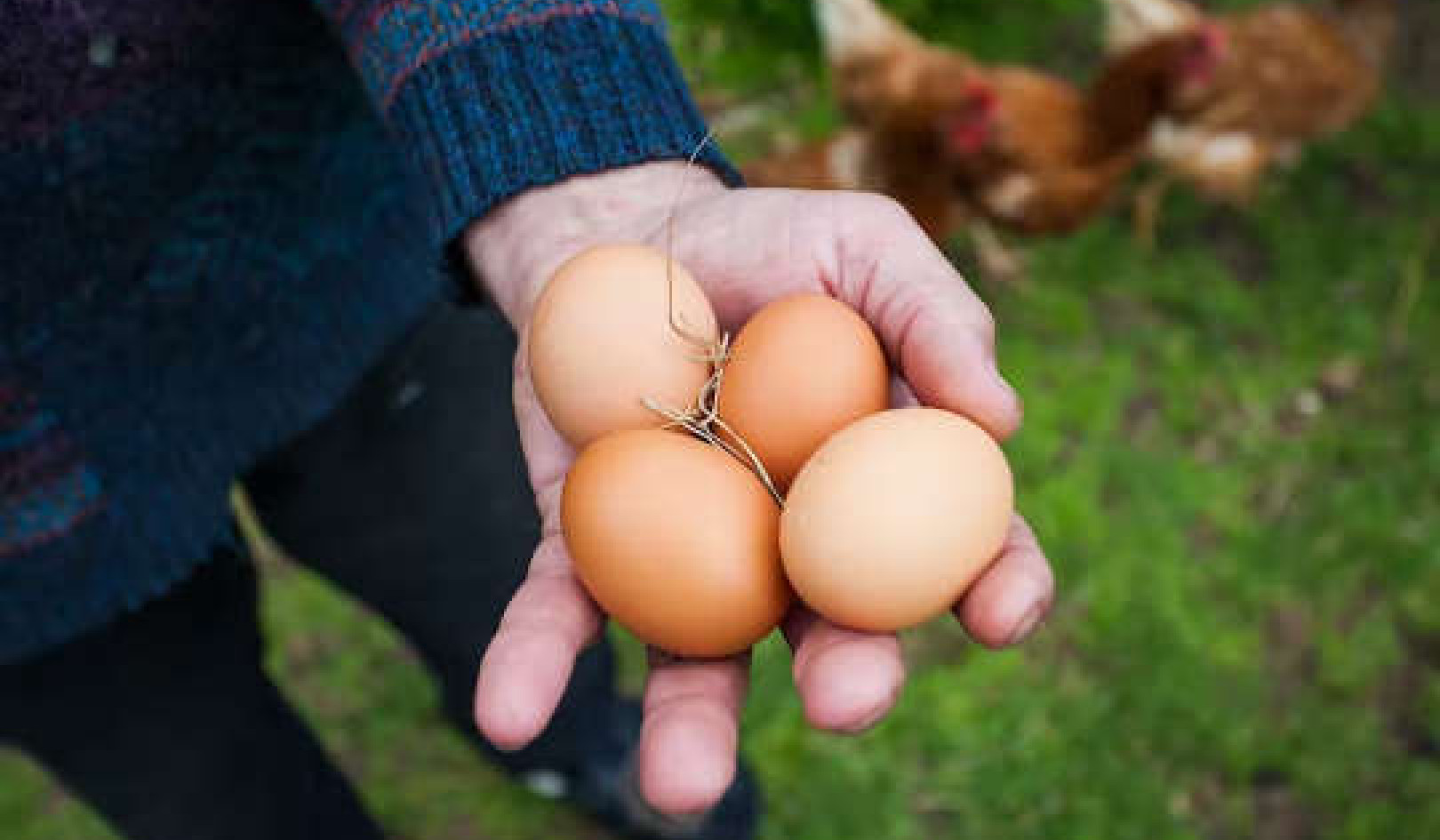 How Free-Range Eggs Sold Customers A Lie