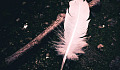 A Feather for Your Dream Journeys Into Healing